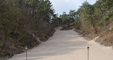 De Schoorlse Duinen in Schoorl